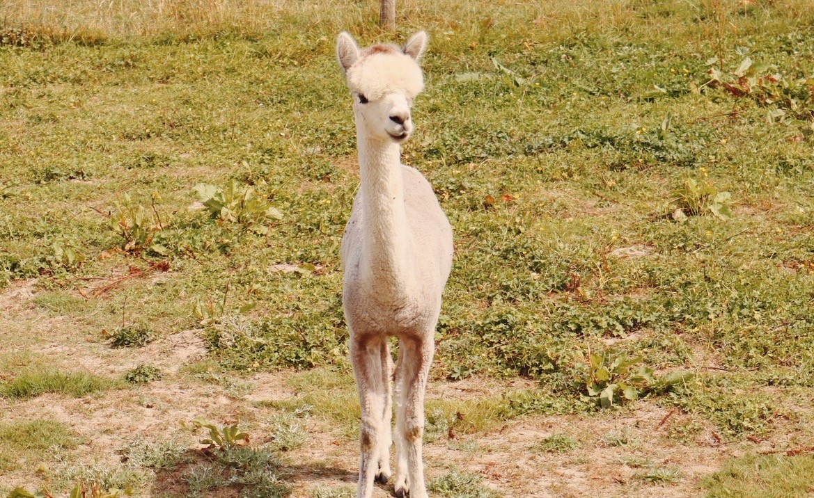 Alpacawandeling 🦙